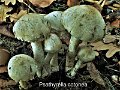 Psathyrella cotonea-amf1589